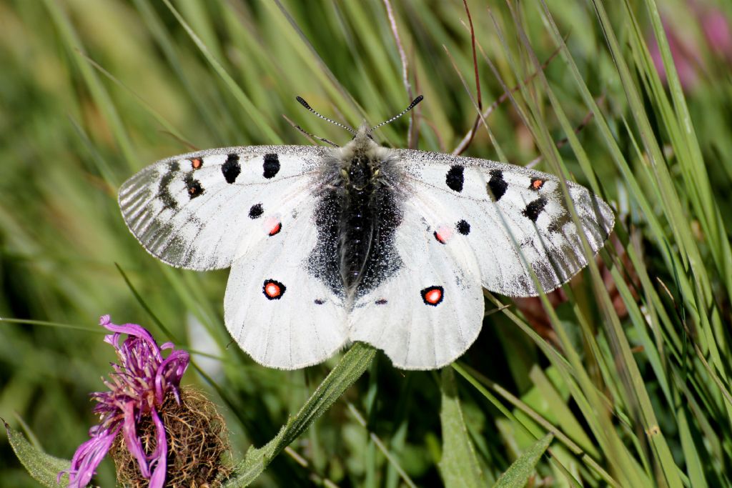 Parnassius phoebus, pu essere? S